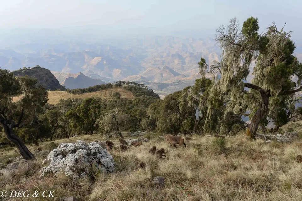Simien6.jpg