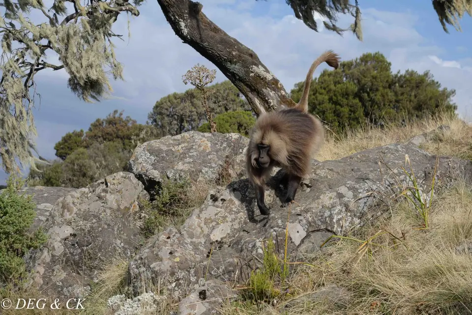 Simien7.jpg
