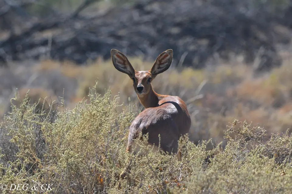 TankwaKaroo16.jpg