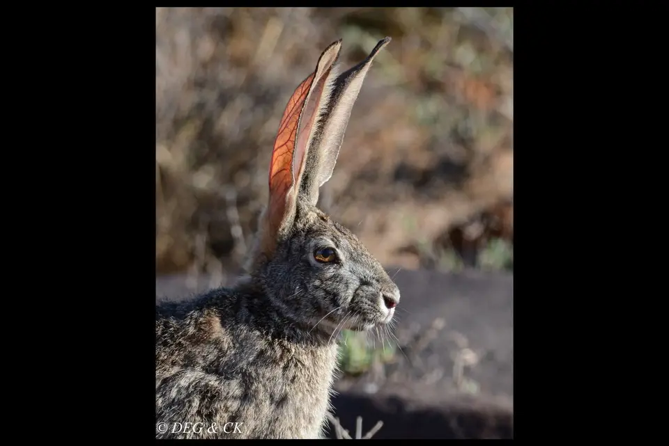 TankwaKaroo2.jpg