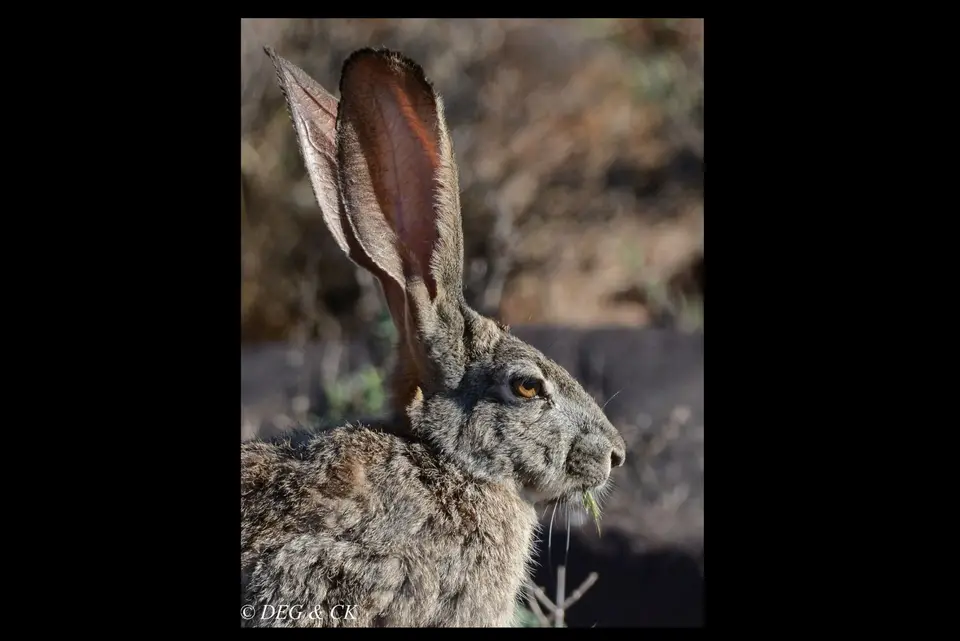TankwaKaroo3.jpg