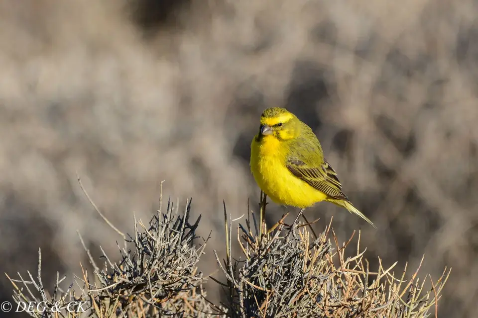 TankwaKaroo7.jpg