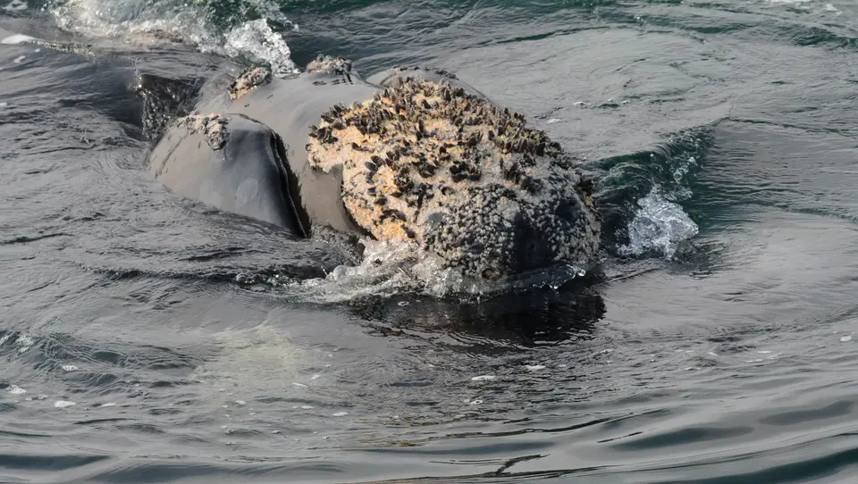Whales(3von12).jpg