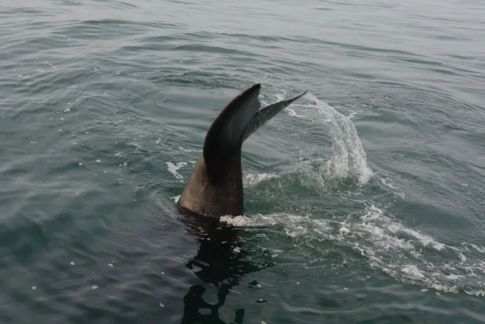 Whales(7von12).jpg