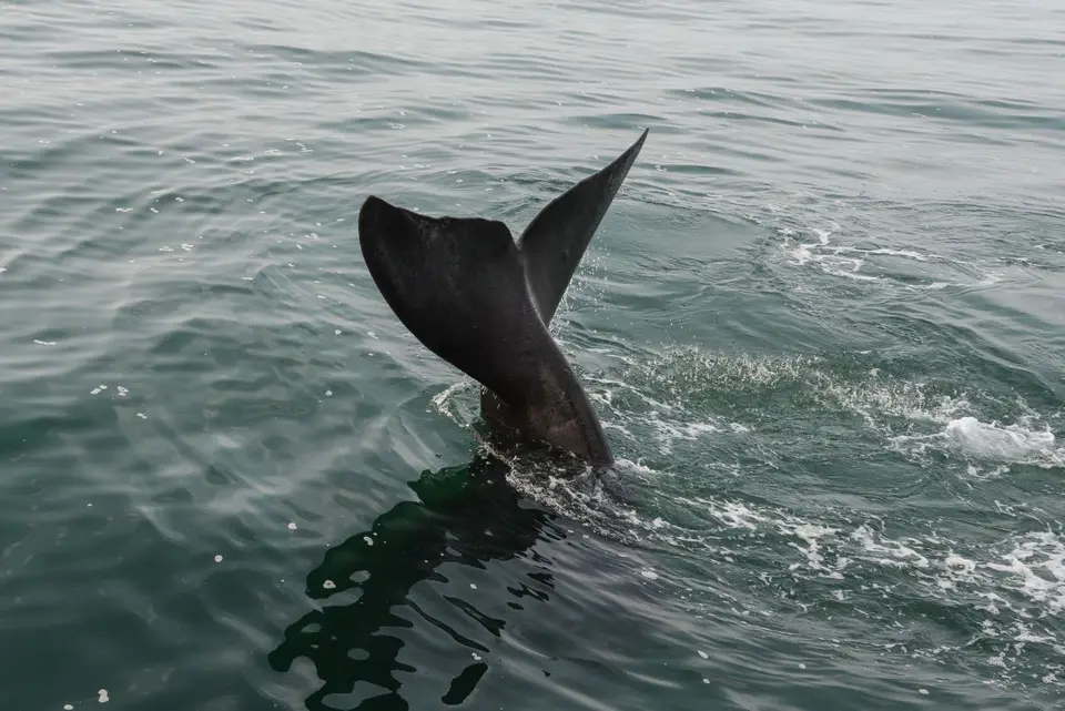 Whales(8von12).jpg
