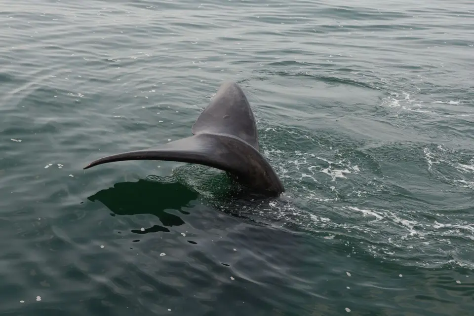 Whales(9von12).jpg