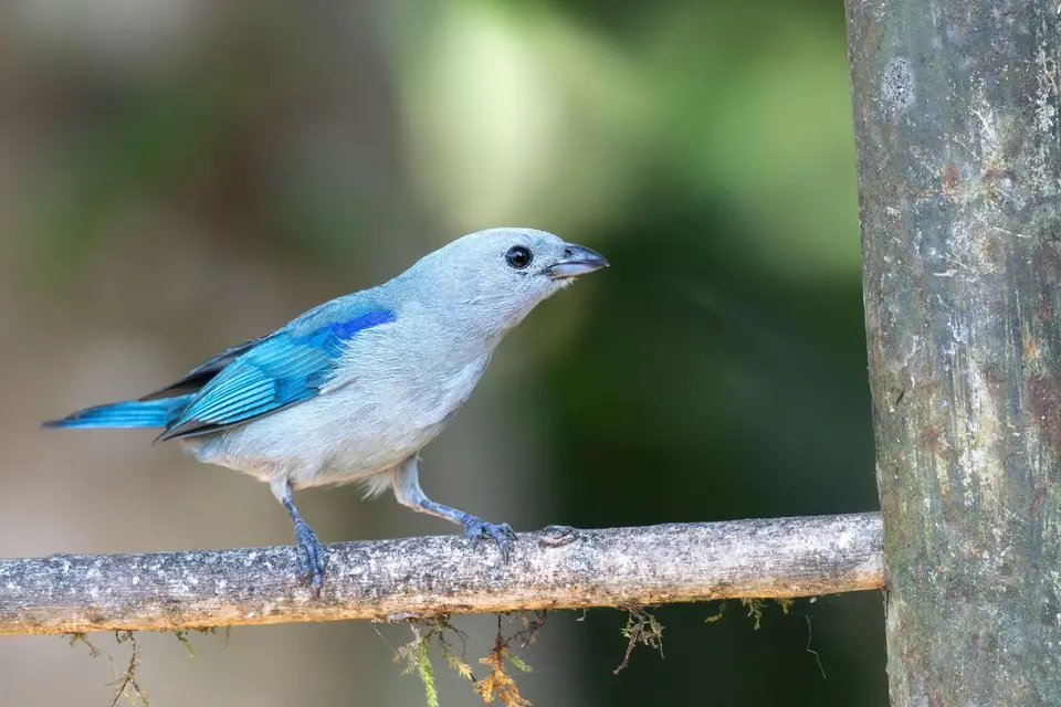 bluegreytanager.jpg