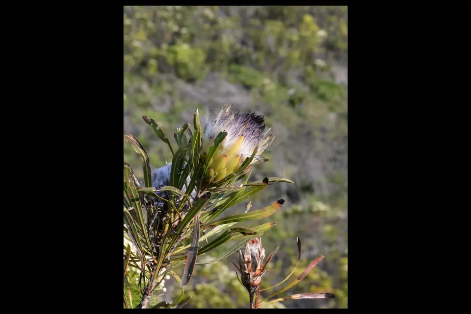 fernkloof2.jpg