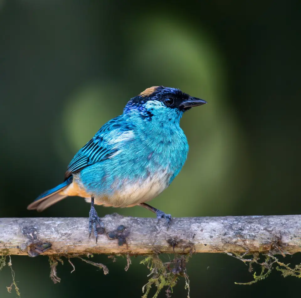 goldennapedtanager.jpg