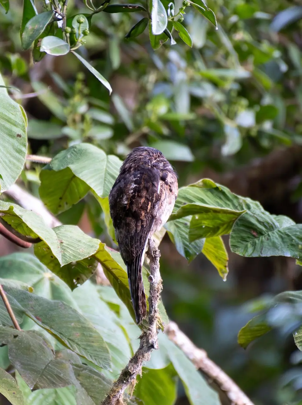 potoo.jpg