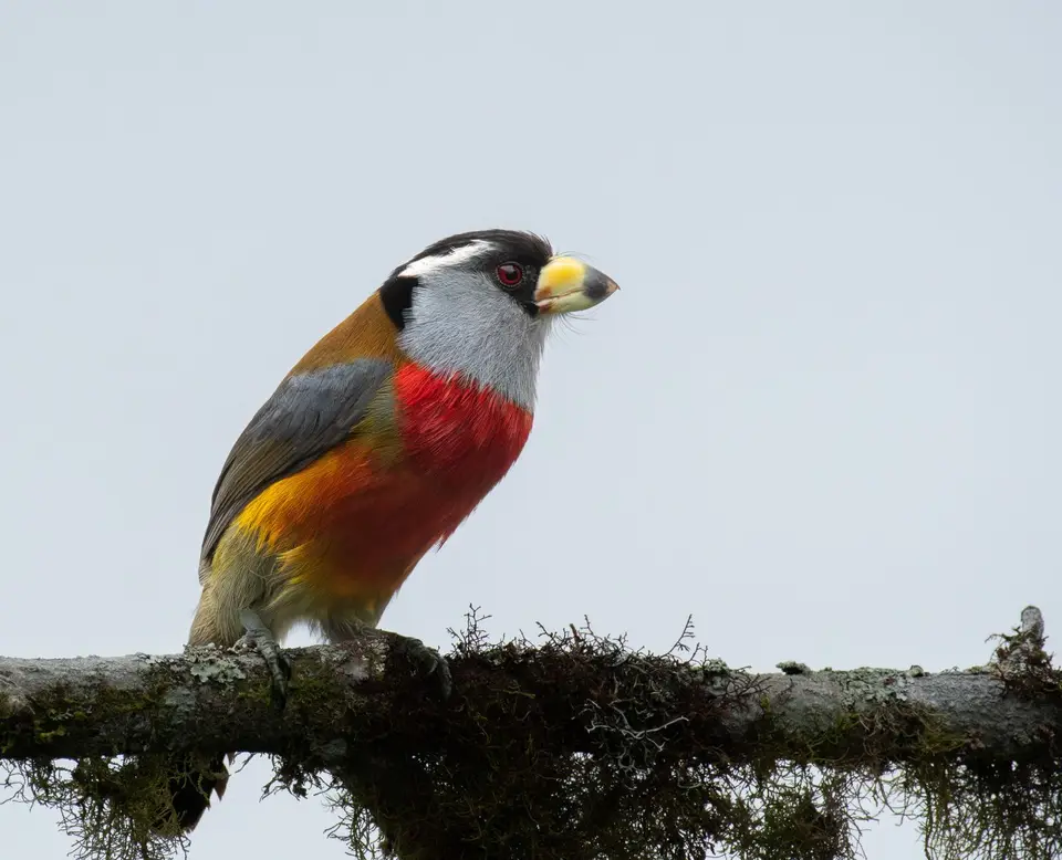 toucanbarbet.jpg