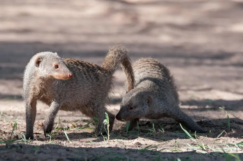 0040namibiaWST_6656-2.jpg