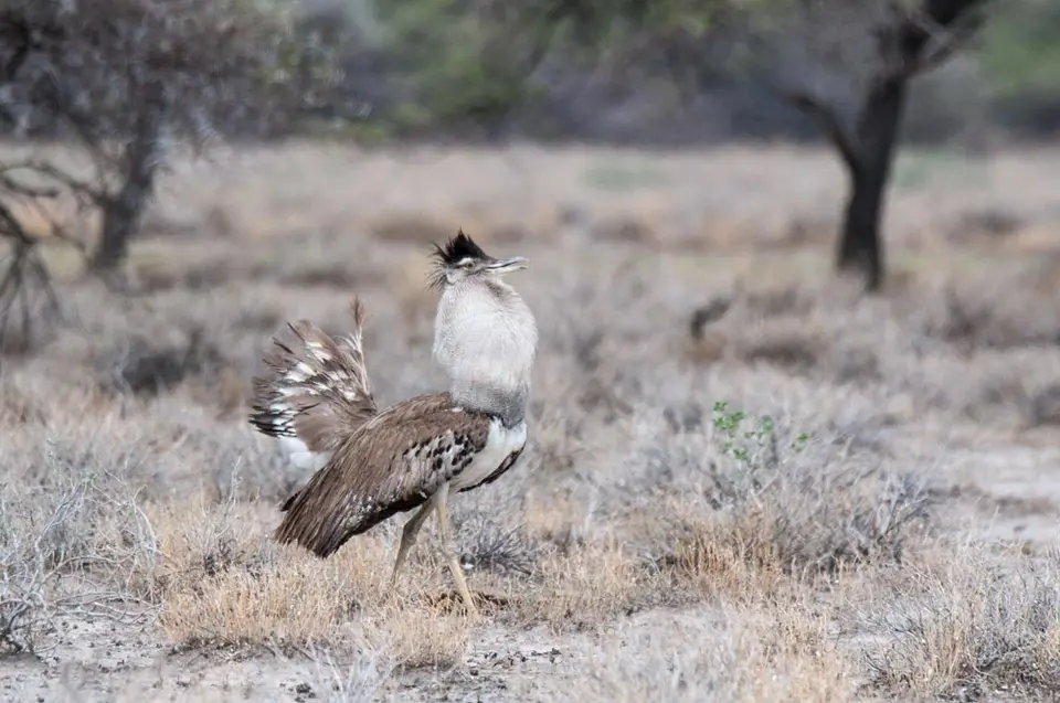 0285namibiaWST_9976-2.jpg
