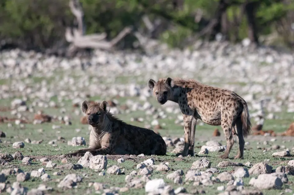 0313namibiaWST_0097-2.jpg