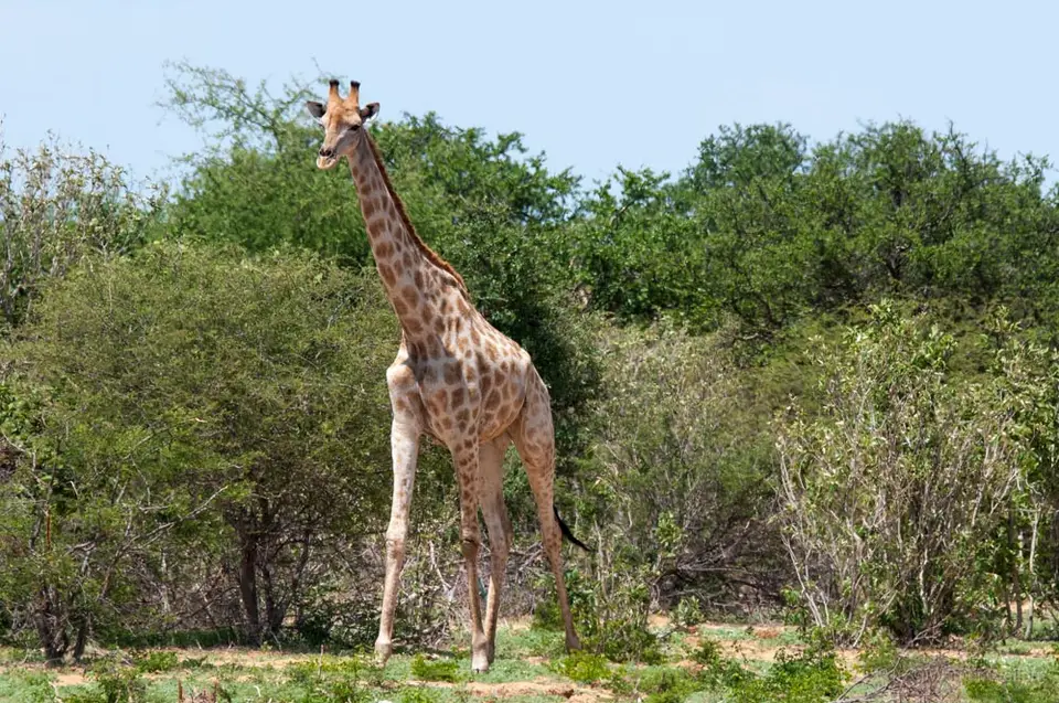 0324_namibiaWST_0409-2.jpg