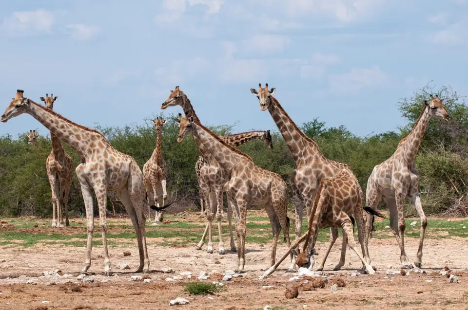 0324d_namibiaWST_0423-2.jpg