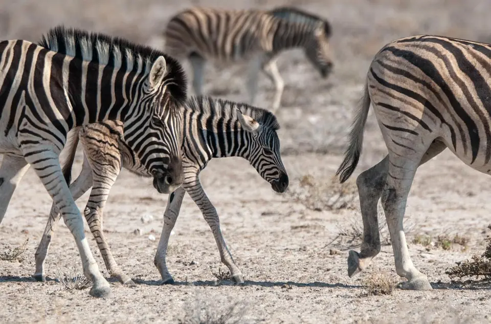 0372namibiaWST_0985-2.jpg