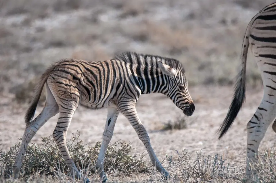 0373namibiaWST_0994-2.jpg
