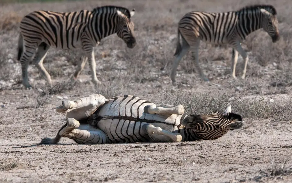 0374namibiaWST_1002-2.jpg