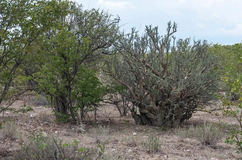 0395_namibiaWST_0313-2.jpg