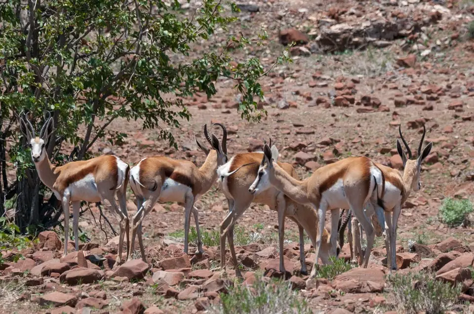 0428namibiaWST_1630-2.jpg