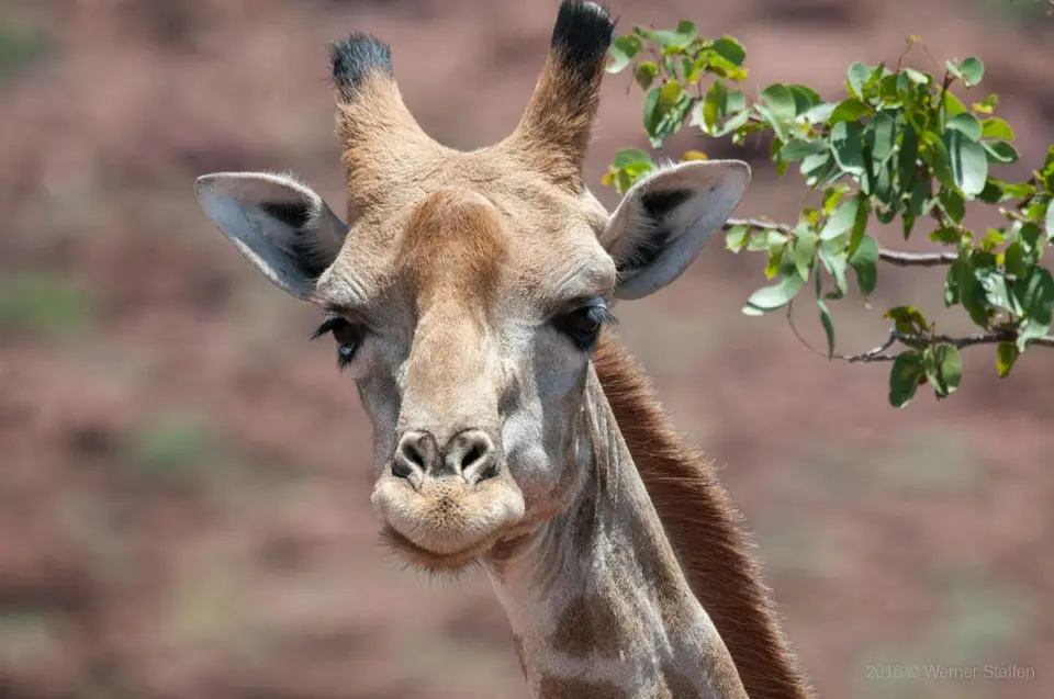 0444a_namibiaWST_1650-2.jpg