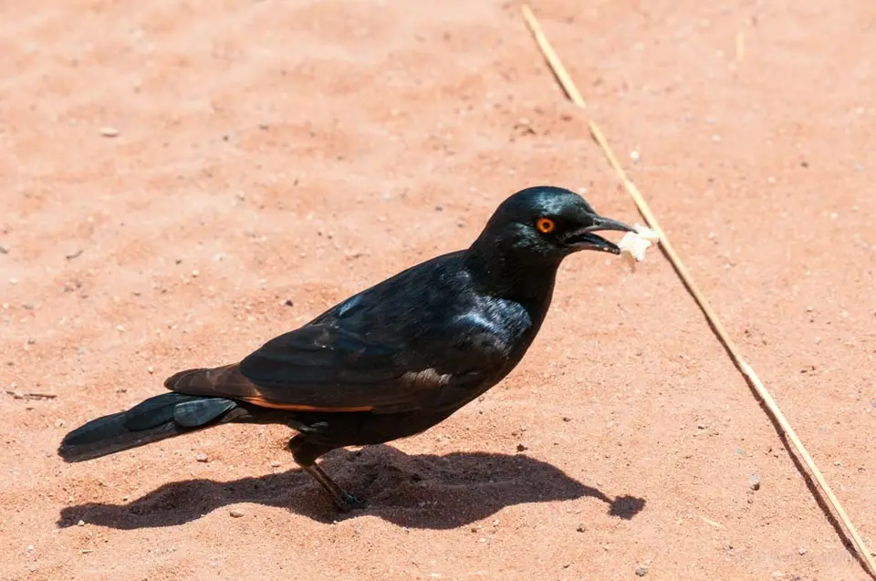 0461namibiaWST_1701-2.jpg
