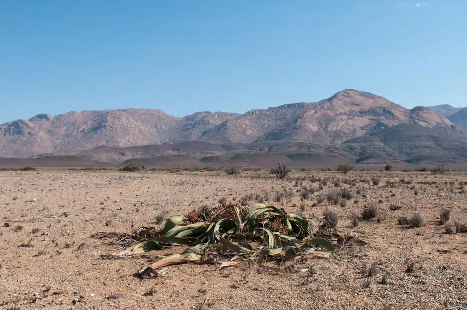 0472_namibiaWST_0781-2.jpg