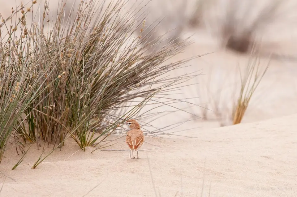 0553namibiaWST_2535-2.jpg
