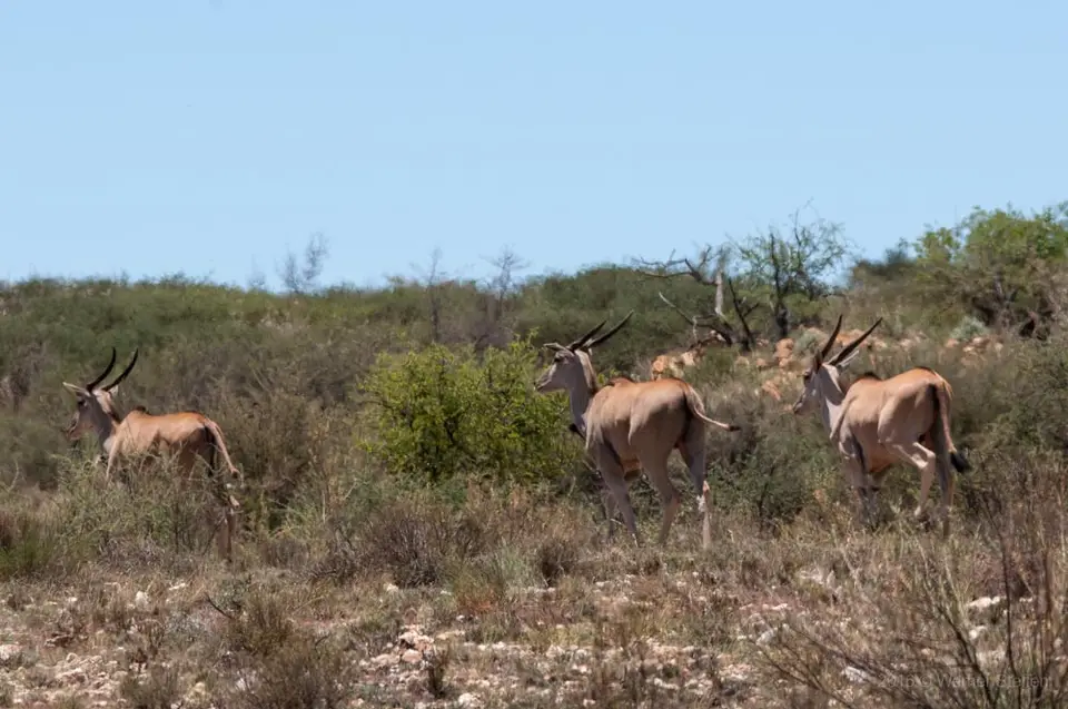 0595namibiaWST_3041-2.jpg