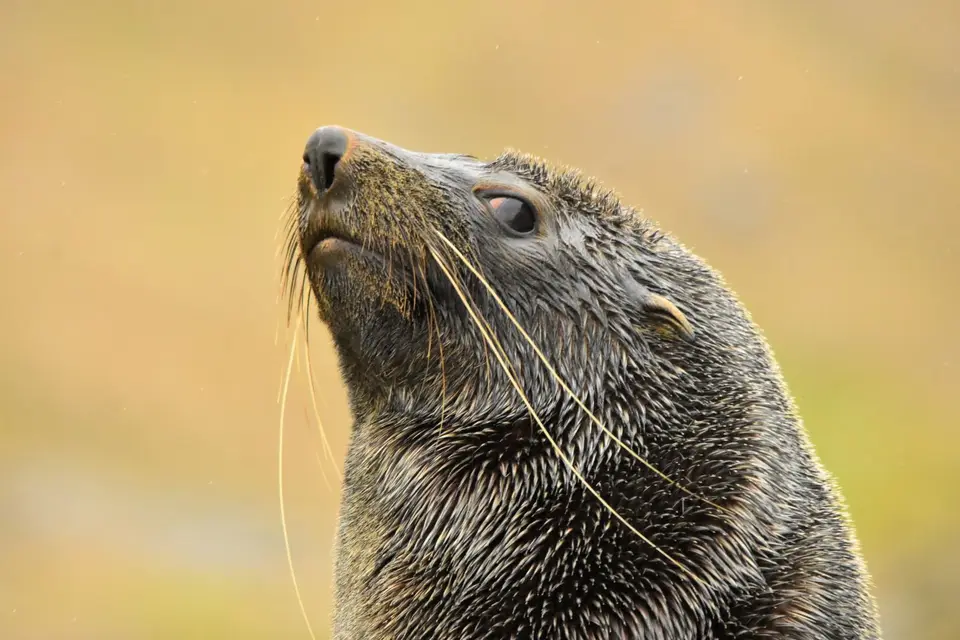 1F059566-50C5-419F-8BB1-A9A65E372715.jpeg