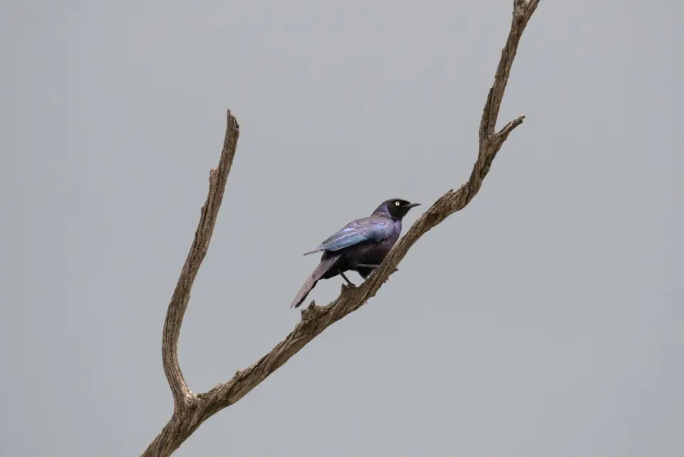 DSC_0572.jpg