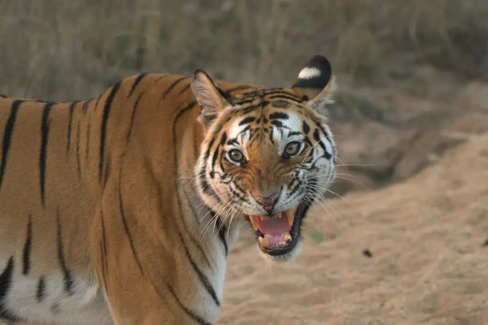 DSC_4340.jpg