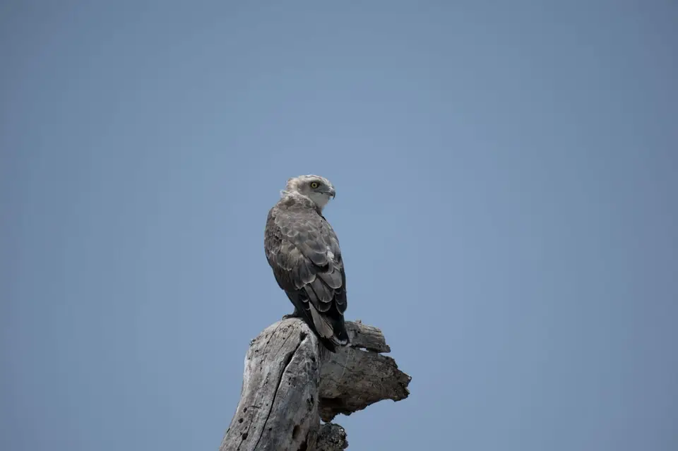 DSC_4662-2.jpg