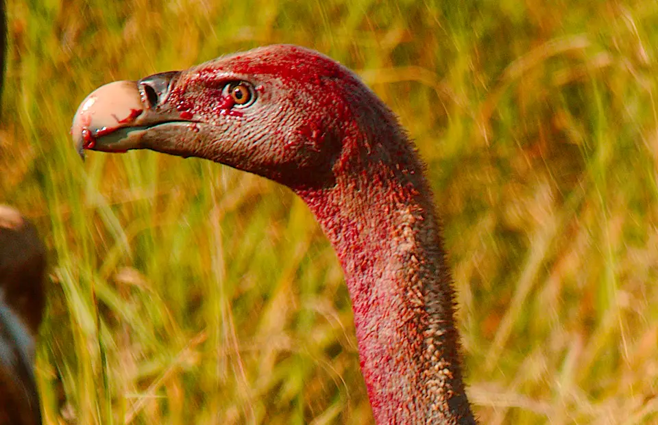DSC_5451.jpg