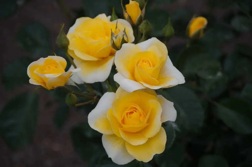 DSC_6519.jpg
