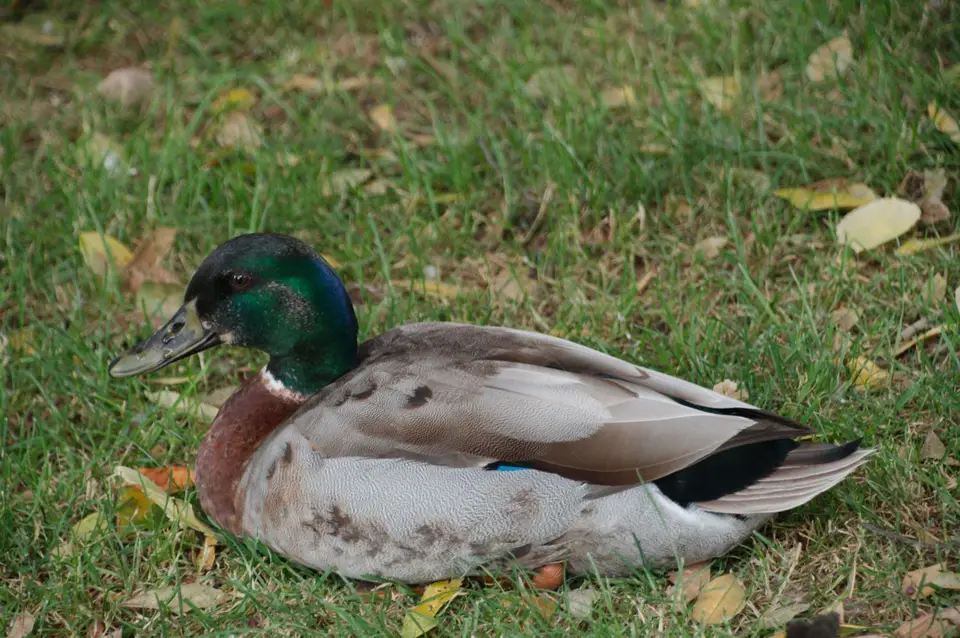 DSC_6521.jpg