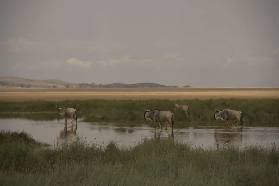 Z72_6460.jpg