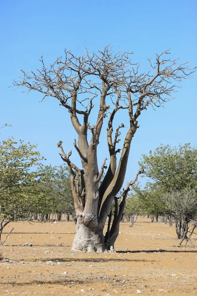 Namibia02-1316.jpg