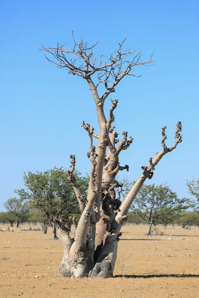 Namibia02-1319.jpg