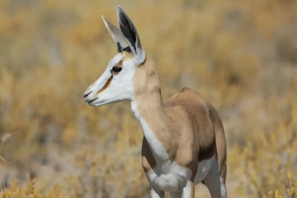Namibia02-1325.jpg