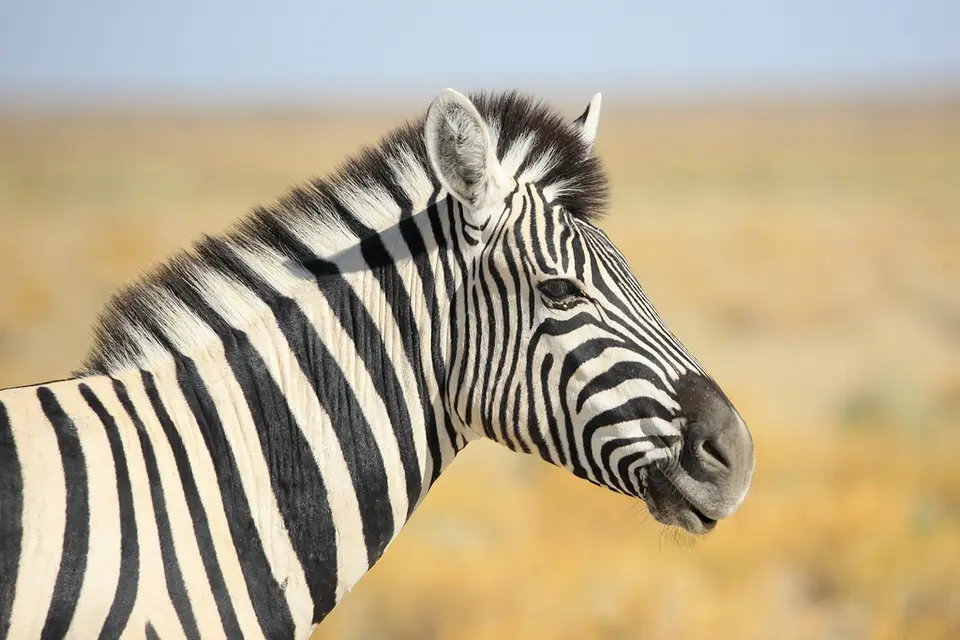 Namibia02-1335.jpg