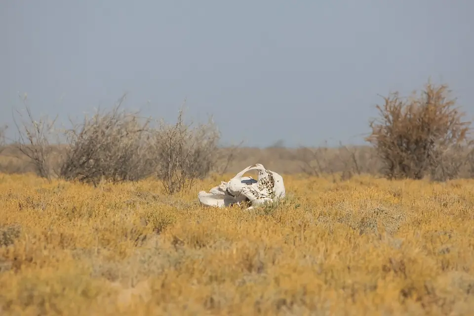 Namibia02-1342.jpg