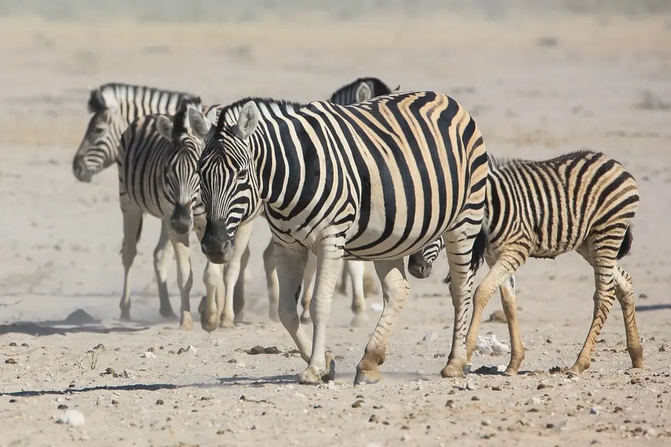 Namibia02-1349.jpg