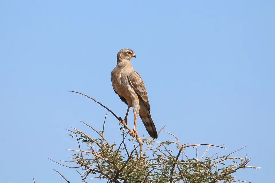 Namibia02-1403.jpg