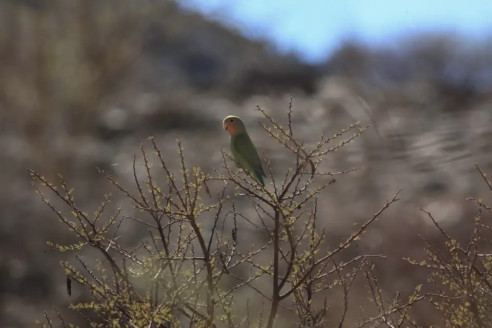 Namibia02-1984.jpg