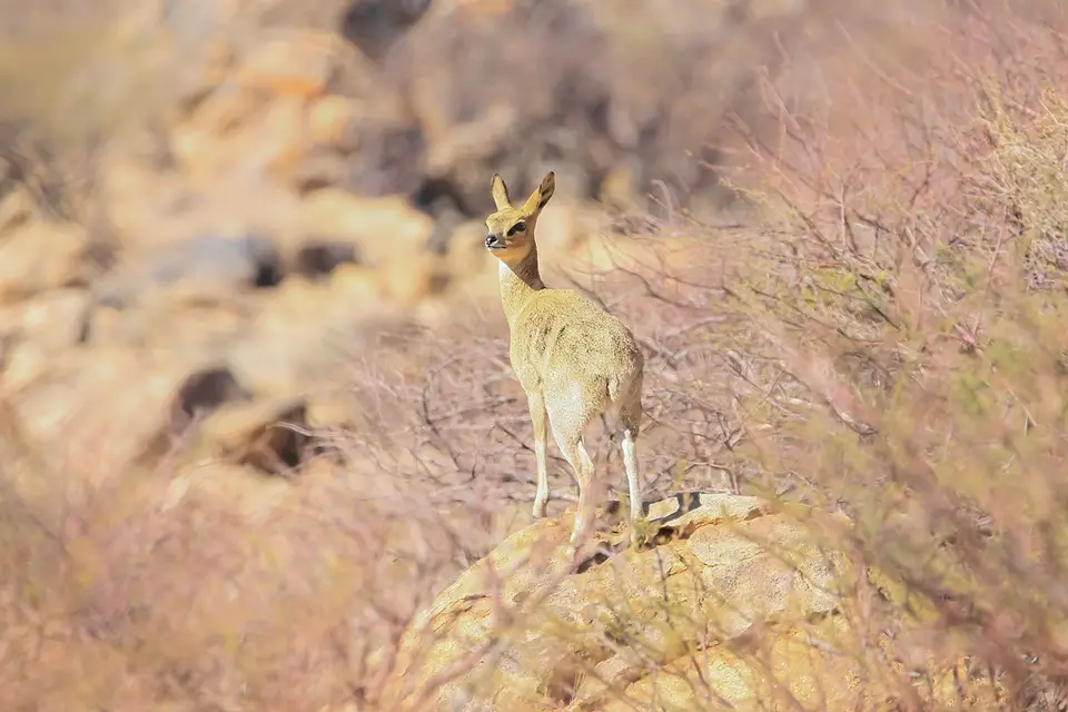 Namibia02-2062.jpg