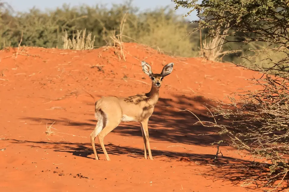 Namibia03-235.jpg