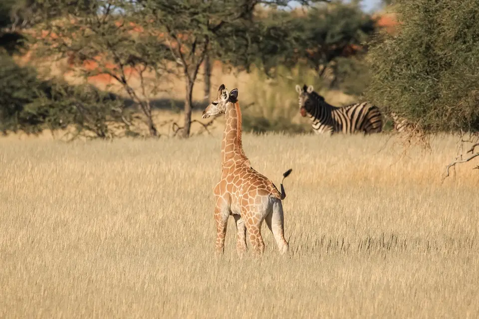 Namibia03-276.jpg