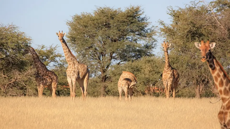 Namibia03-290.jpg